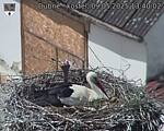 Capi_Dubne_20250509_134002.jpg