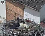 Capi_Dubne_20250509_134502.jpg