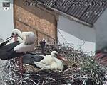 Capi_Dubne_20250509_140502.jpg