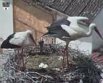 Capi_Dubne_20250509_141502.jpg
