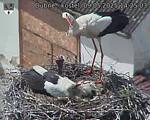 Capi_Dubne_20250509_142503.jpg