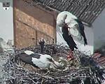 Capi_Dubne_20250509_143002.jpg