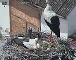 Capi_Dubne_20250509_143504.jpg