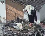 Capi_Dubne_20250509_144002.jpg