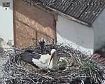 Capi_Dubne_20250509_144503.jpg