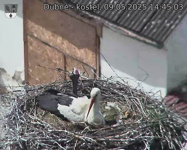 Capi_Dubne_20250509_144503.jpg (1350 x 1080)