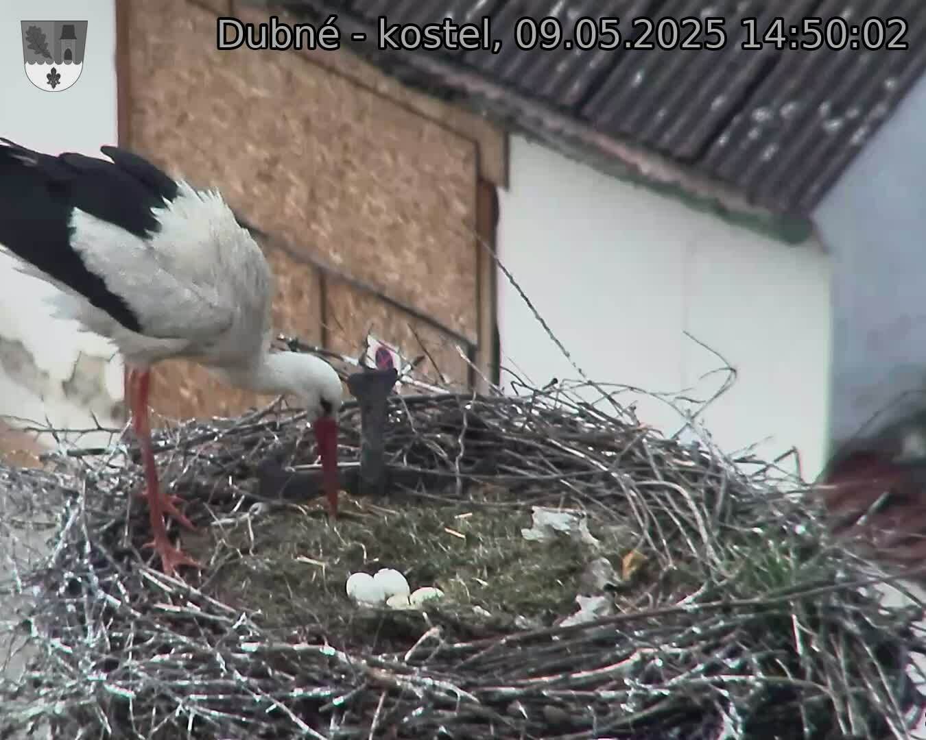 Capi_Dubne_20250509_145002.jpg (1350 x 1080)