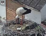 Capi_Dubne_20250509_150504.jpg