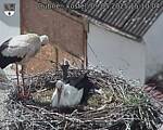 Capi_Dubne_20250509_151004.jpg