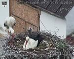 Capi_Dubne_20250509_152004.jpg