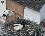 Capi_Dubne_20250509_152502.jpg