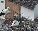 Capi_Dubne_20250509_153004.jpg