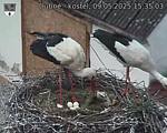 Capi_Dubne_20250509_153503.jpg