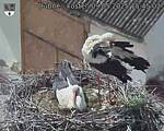 Capi_Dubne_20250509_154502.jpg