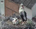 Capi_Dubne_20250509_155503.jpg