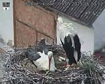 Capi_Dubne_20250509_160002.jpg