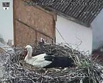 Capi_Dubne_20250509_160502.jpg