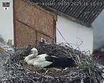 Capi_Dubne_20250509_161003.jpg