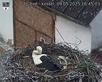Capi_Dubne_20250509_164503.jpg