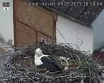 Capi_Dubne_20250509_165004.jpg