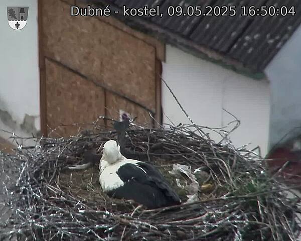 Capi_Dubne_20250509_165004.jpg (1350 x 1080)