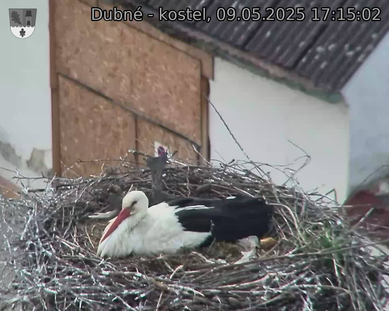 Capi_Dubne_20250509_171502.jpg (1350 x 1080)