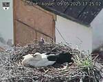 Capi_Dubne_20250509_172502.jpg