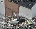 Capi_Dubne_20250509_175002.jpg