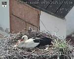 Capi_Dubne_20250509_175504.jpg
