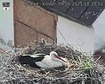 Capi_Dubne_20250509_182002.jpg