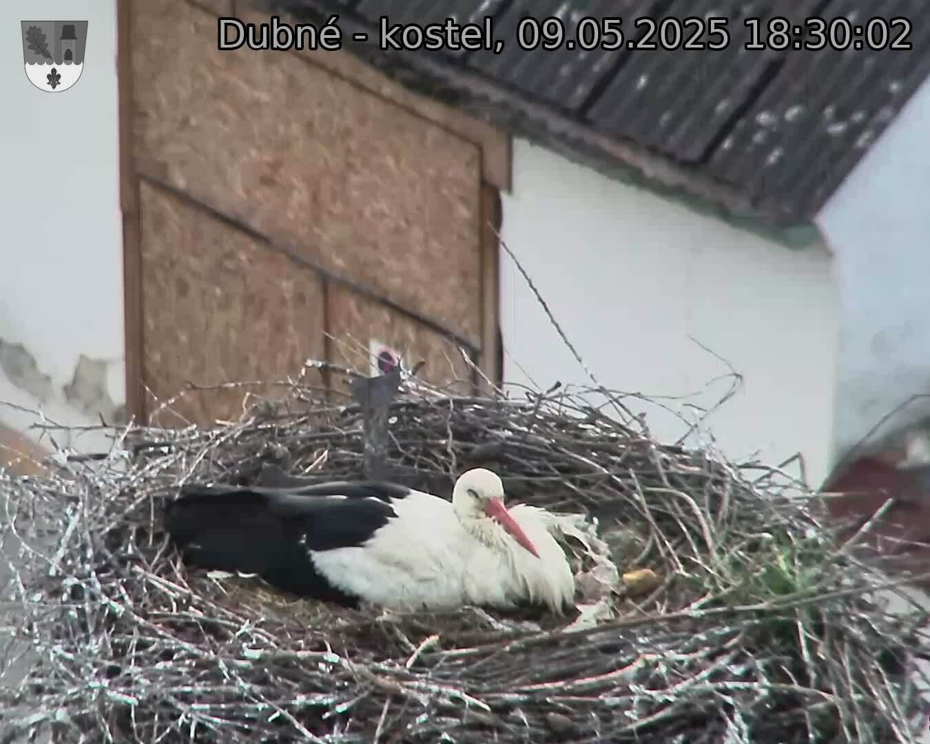 Capi_Dubne_20250509_183002.jpg (1350 x 1080)