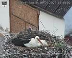 Capi_Dubne_20250509_184502.jpg