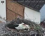 Capi_Dubne_20250509_185004.jpg