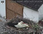 Capi_Dubne_20250509_190504.jpg