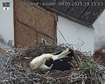 Capi_Dubne_20250509_191503.jpg