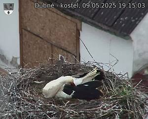 Capi_Dubne_20250509_191503.jpg (1350 x 1080)
