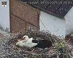 Capi_Dubne_20250509_192003.jpg