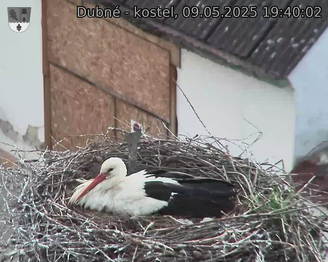 Capi_Dubne_20250509_194003.jpg (1350 x 1080)