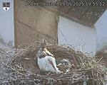 Capi_Dubne_20250509_195502.jpg