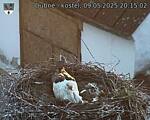 Capi_Dubne_20250509_201502.jpg