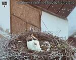 Capi_Dubne_20250509_202002.jpg