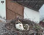 Capi_Dubne_20250509_202503.jpg