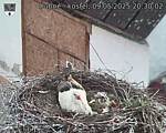 Capi_Dubne_20250509_203002.jpg