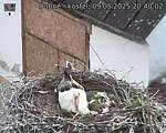 Capi_Dubne_20250509_204002.jpg