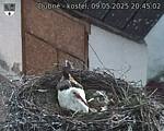 Capi_Dubne_20250509_204502.jpg