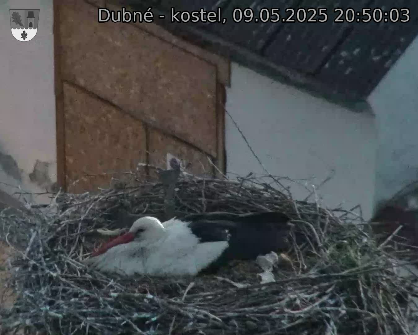 Capi_Dubne_20250509_205003.jpg (1350 x 1080)