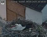 Capi_Dubne_20250509_205003.jpg