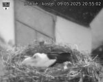 Capi_Dubne_20250509_205502.jpg