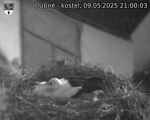 Capi_Dubne_20250509_210003.jpg