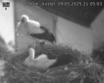 Capi_Dubne_20250509_210503.jpg